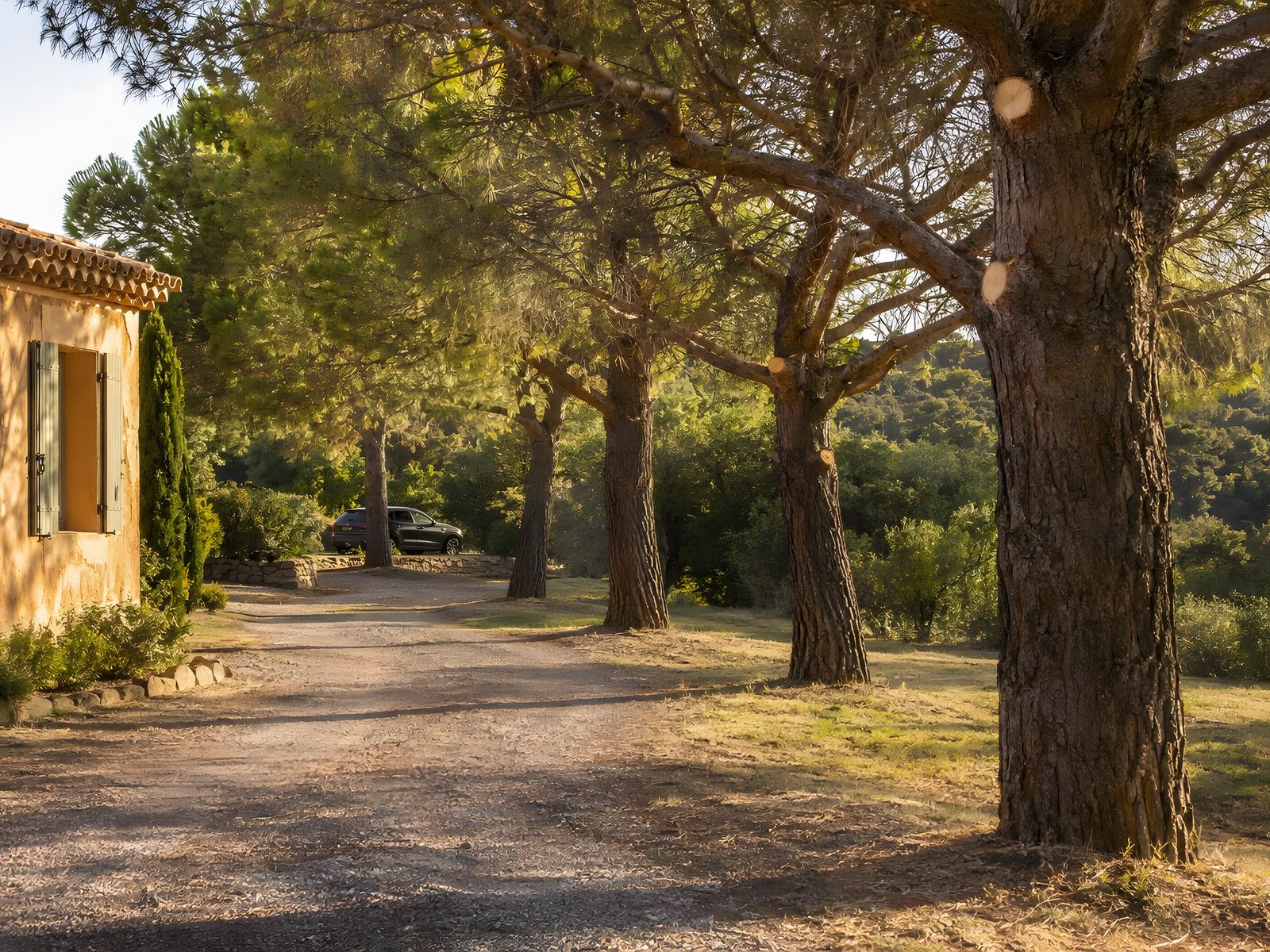 Allée de terre sous de grands pins aux branches basses coupées, sol dégagé, au bord d'une maison provençale aux volets gris